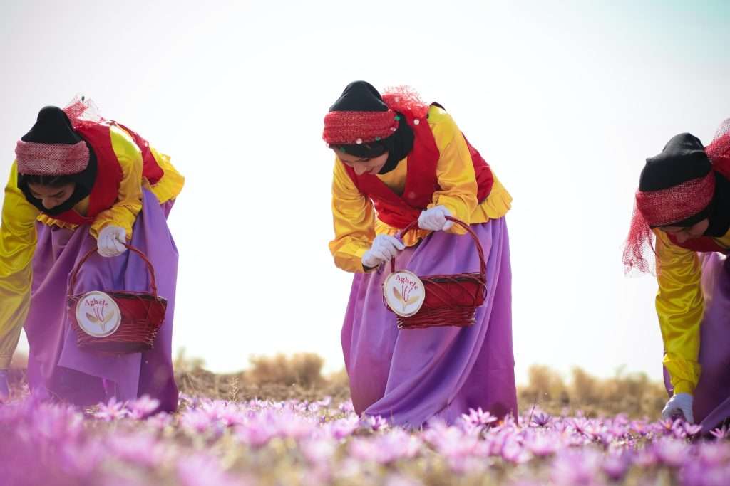 Women picking saffron