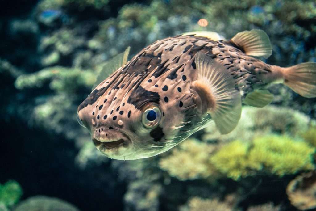 fugu fish